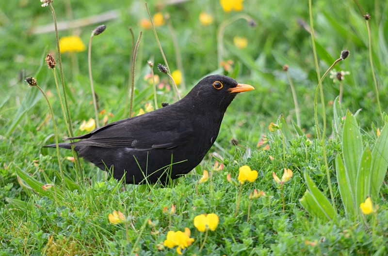 Blackbird - Thrushes