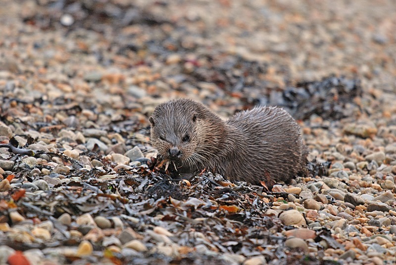 Otter - Otters