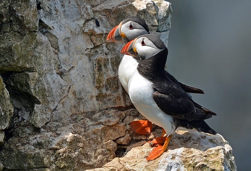 Puffins - Puffins