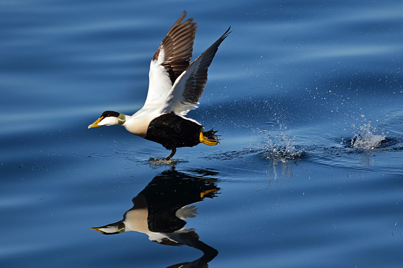 Eider - Westfjords