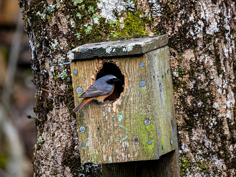 Common Redstart - Latest photos