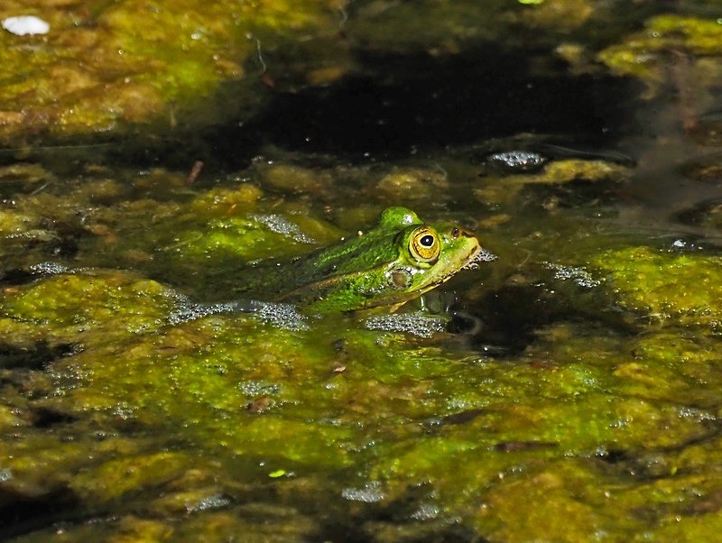 Edible Frog - Frogs and toads