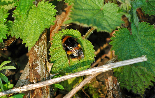 Buff-tailed Bumblebee - Insects, beetles, spiders, etc.
