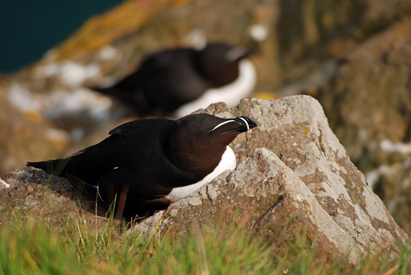 Razorbill - Auks