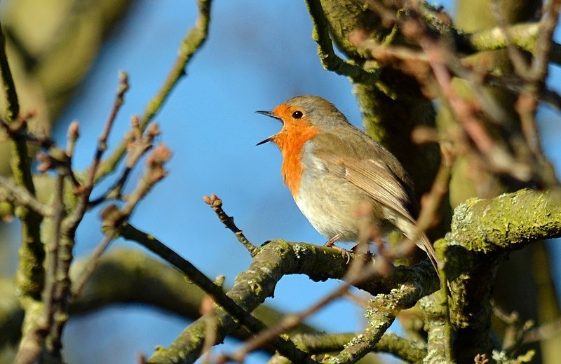 Robin - Robins