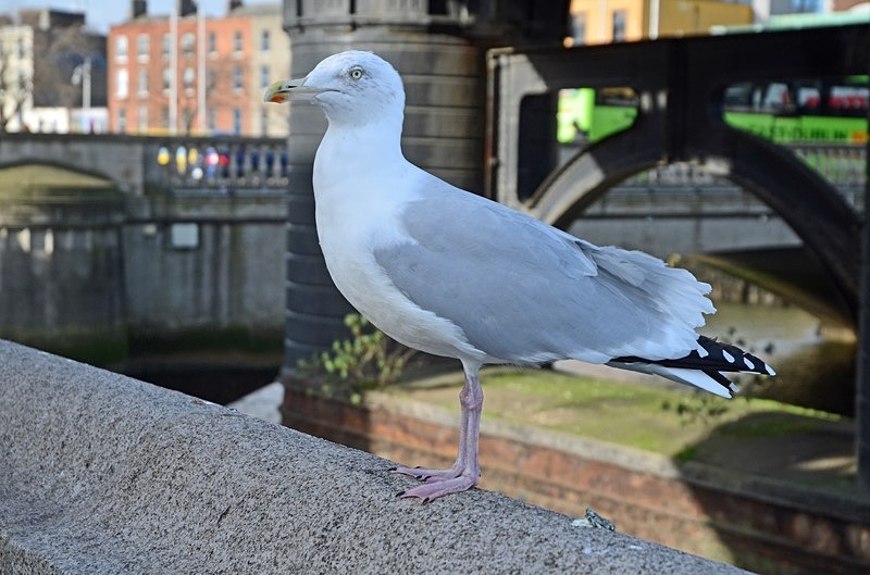 Herring Gull - Ireland - January and February 2020