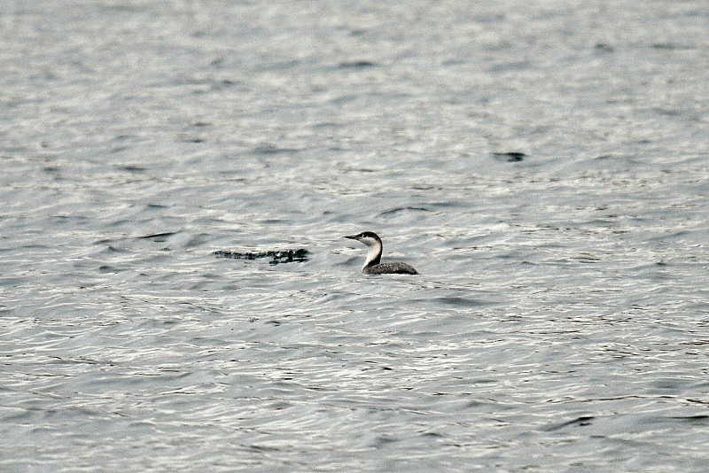Red-throated Diver - Divers