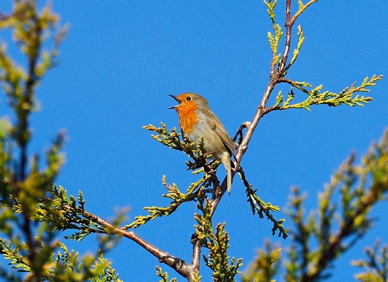 Robin - Robins
