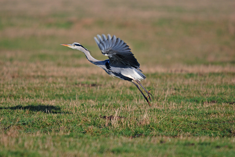 Grey Heron - Herons and egrets