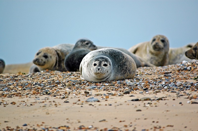 Common Seals - Common Seals