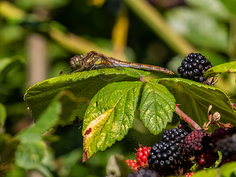 Common Darter - Latest photos