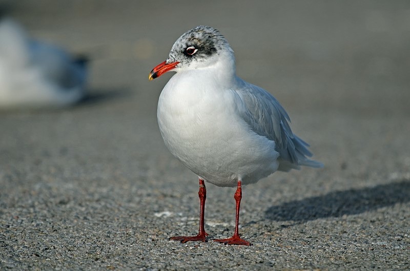 Mediterranean Gull - Gulls