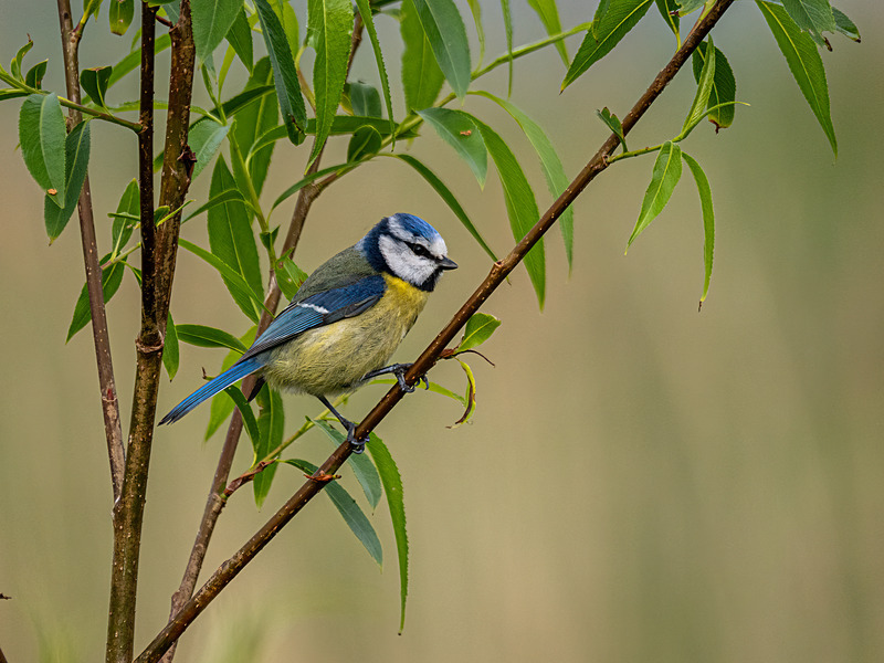 Blue Tit - Latest photos