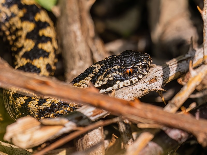 Adder - Snakes