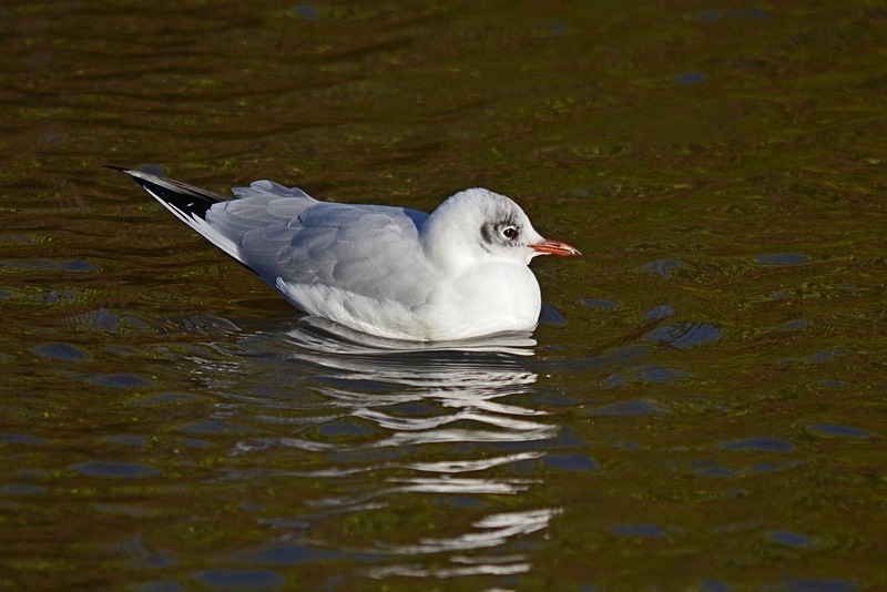 Black-headed Gull - Gulls