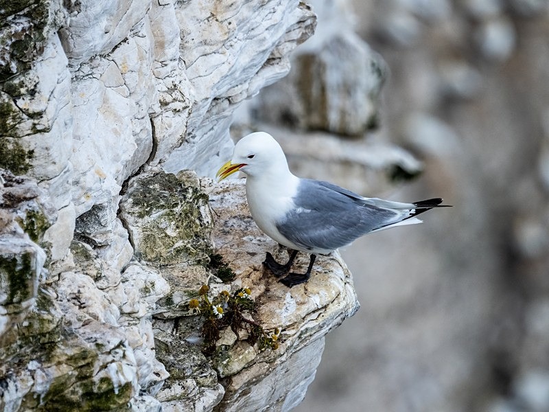 Kittiwake - Gulls