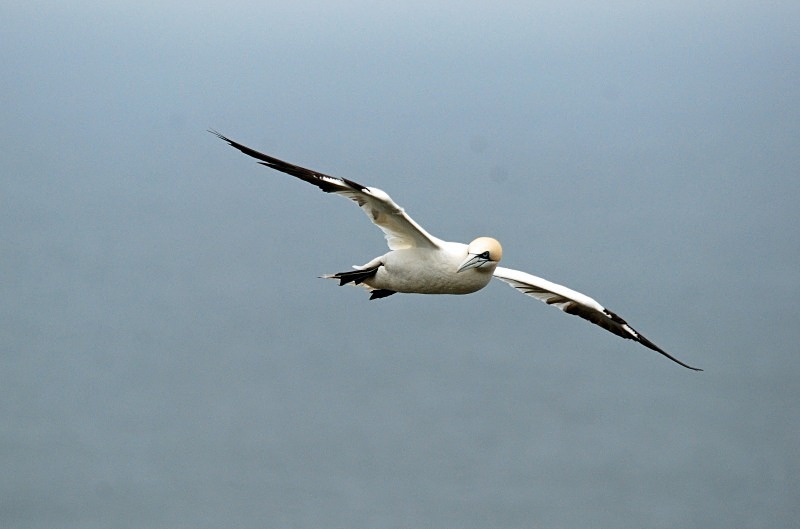 Gannet - Gannets