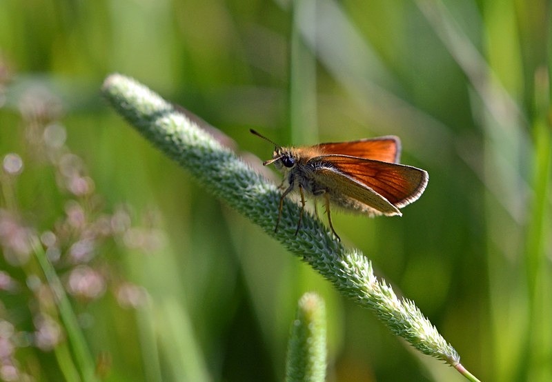 Small Skipper - Butterflies