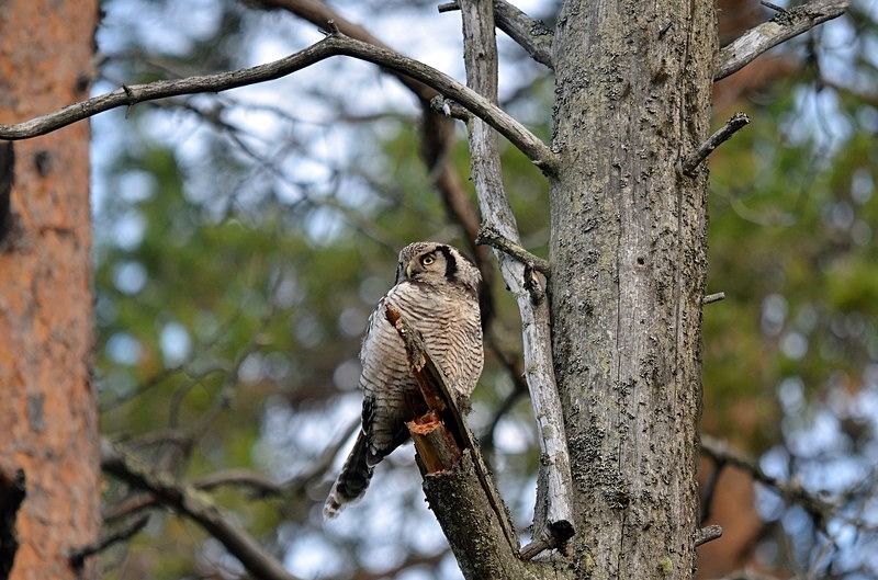Northern Hawk Owl - North Finland - part 2