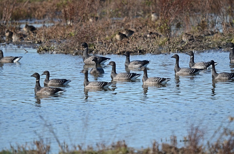 Dark-bellied Brent Geese - Black geese