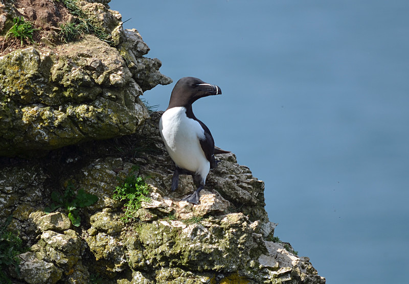 Razorbill - Auks