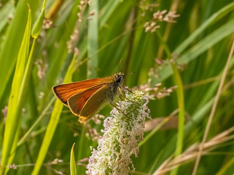 Small Skipper - Butterflies