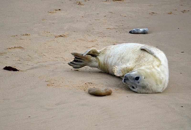 Atlantic Grey Seal - Atlantic Grey Seals