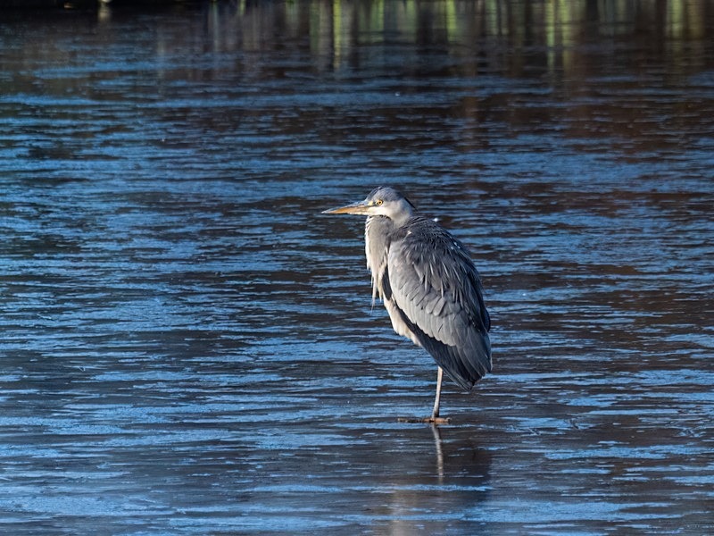 Grey Heron - Herons and egrets