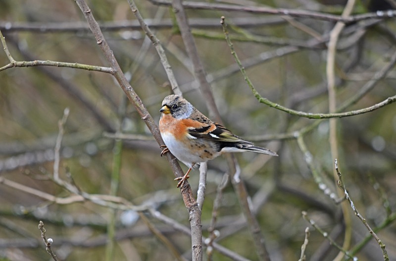 Brambling - Finches
