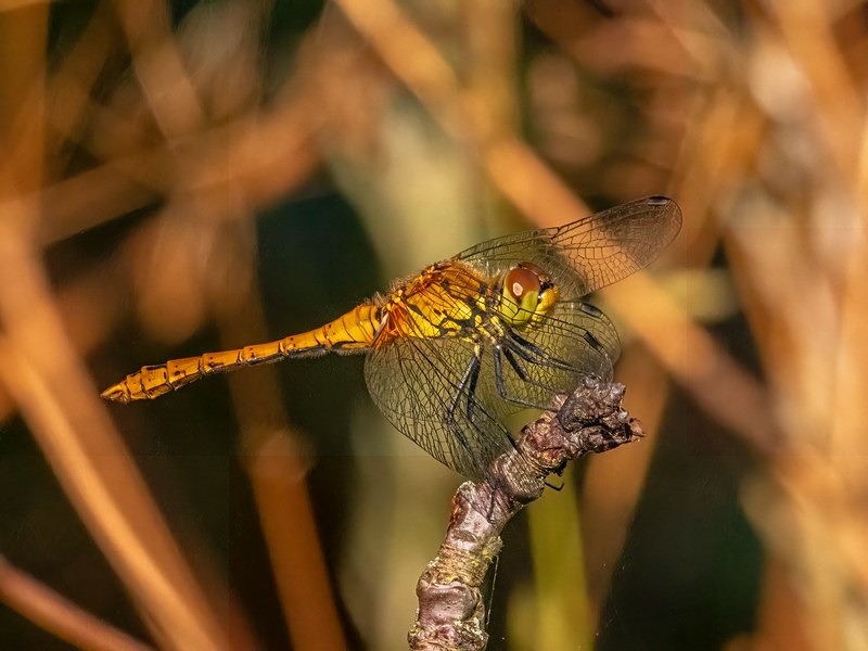 Ruddy Darter - Dragonflies and damselflies