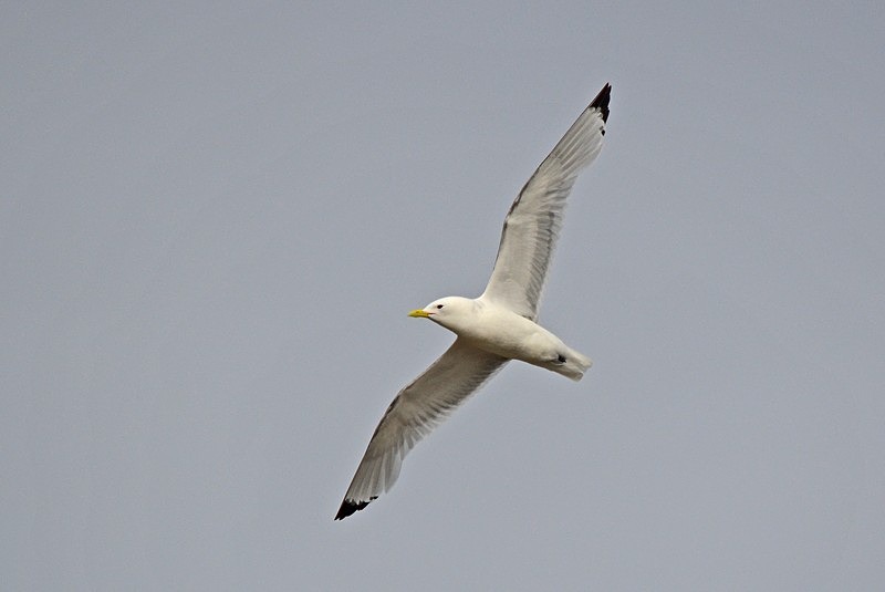 Kittiwake - North Norway