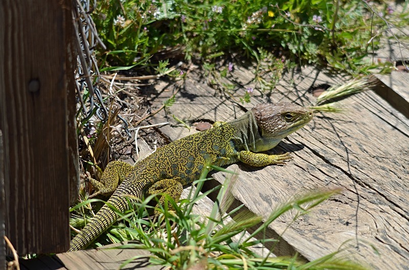 Ocellated Lizard - South and west Spain - April and May 2012