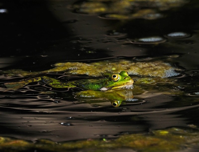 Edible Frog - Frogs and toads