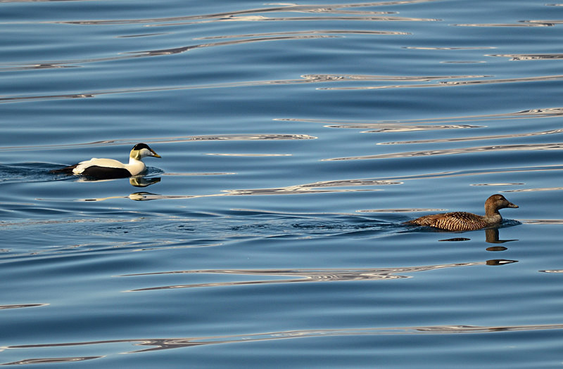 Eiders - Westfjords