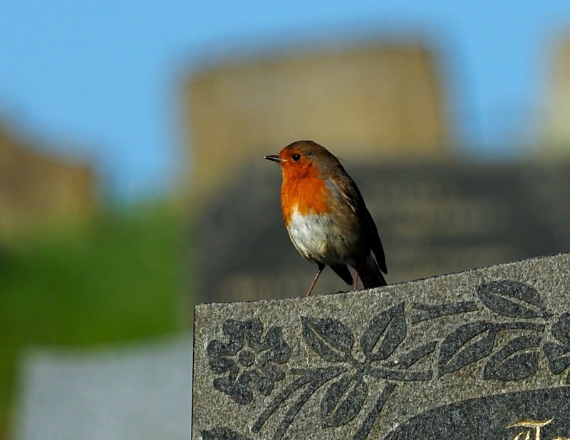 Robin - Robins