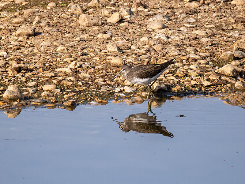 Green Sandpiper - Sandpipers