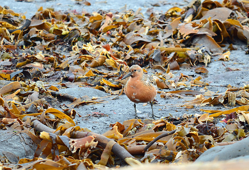 Knot - North east Iceland