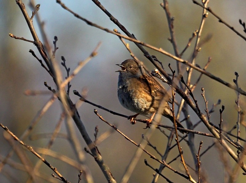 Dunnock - Dunnocks