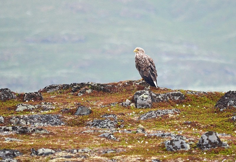 White-tailed Eagle - North Norway