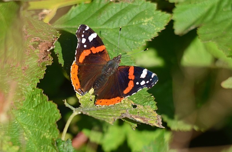 Red Admiral - Butterflies