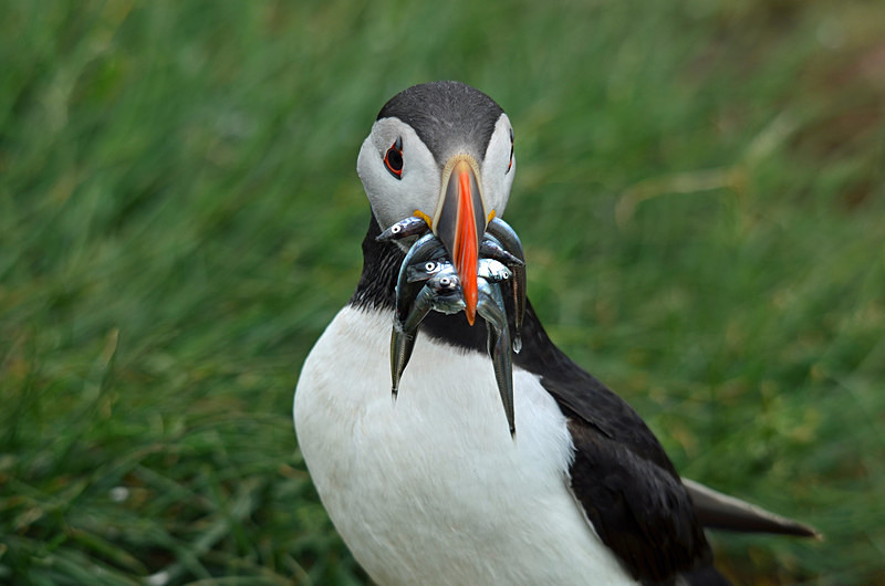 Puffin - Puffins