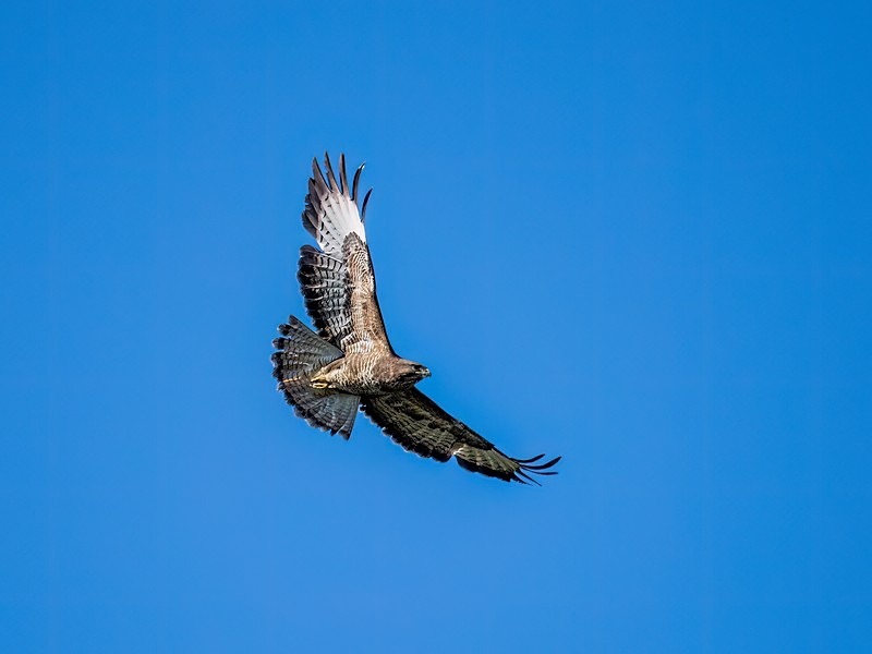 Common Buzzard - Birds of prey