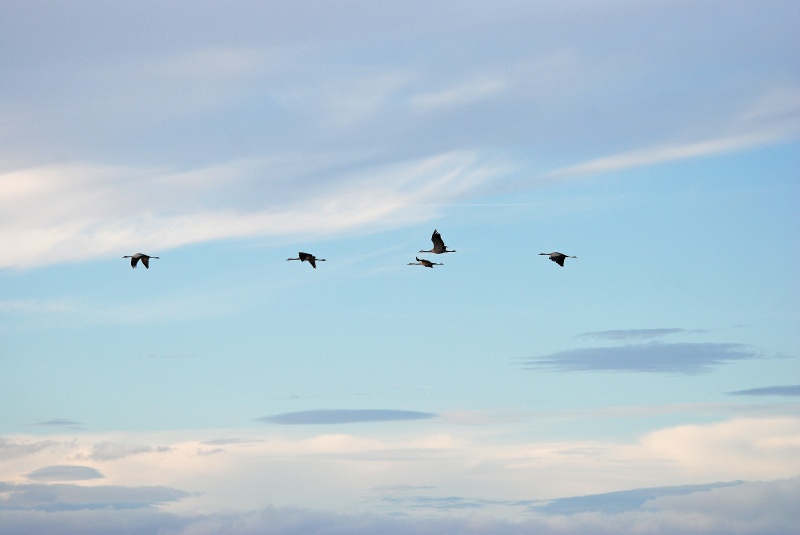 Common Cranes - Aragon