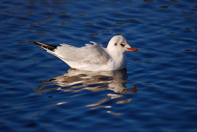 Black-headed Gull - Gulls