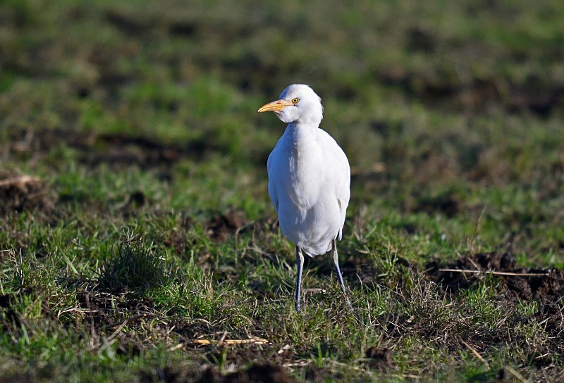 Cattle Egret - Herons and egrets