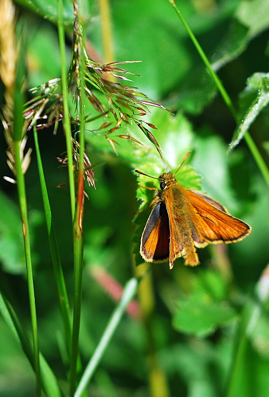 Small Skipper - Butterflies