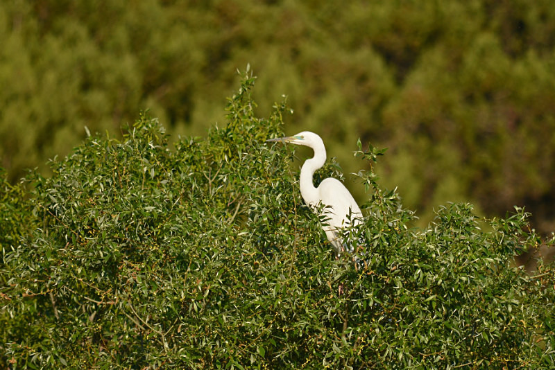 Great White Egret - West Macedonia