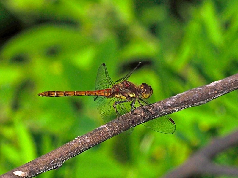 Common Darter - Dragonflies and damselflies