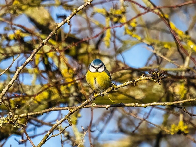 Blue Tit - Tits