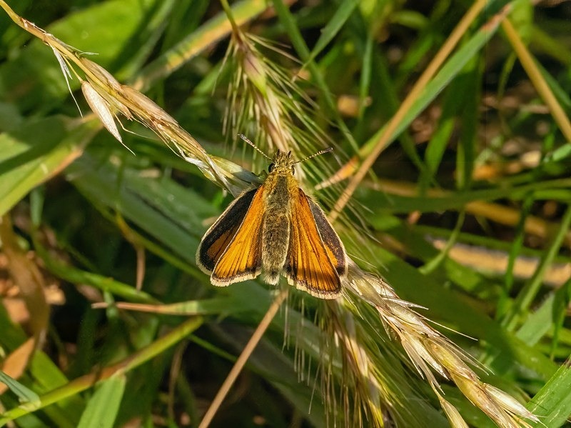 Essex Skipper - Butterflies